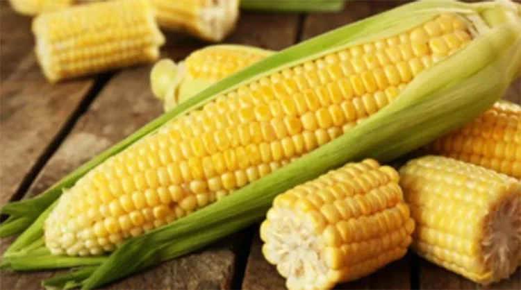 Know the benefits of eating corn...