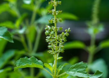 significance-of-tulsi