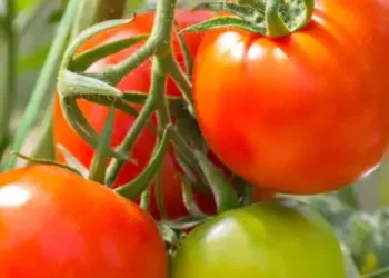 tomatoes-tomato-plant-Fruit-vegetable (1)