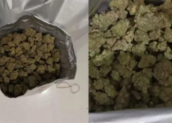 20 crore worth of hybrid cannabis smuggled hidden in food packages