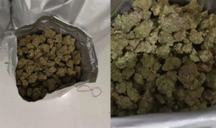 20 crore worth of hybrid cannabis smuggled hidden in food packages