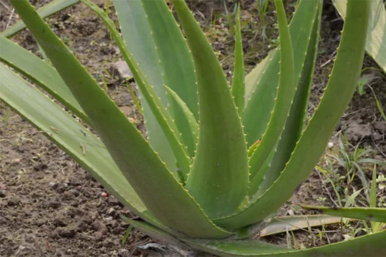 Aloe vera gel for plant growth?