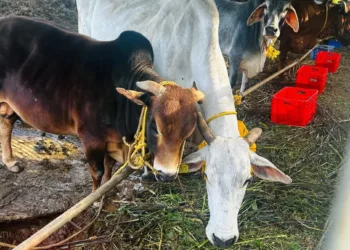 അന്താരാഷ്ട്ര ലൈവ്സ്റ്റോക്ക് കോൺക്ലേവിന്റെ ഭാഗമായി ഒരുക്കിയ കന്നുകാലി പ്രദർശന സ്റ്റാൾ