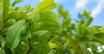 Fresh green guava leaves and branch on the tree