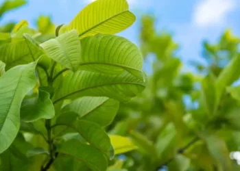 Fresh green guava leaves and branch on the tree