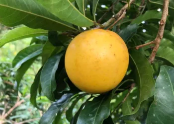 pouteria caimito which known well as abiu is a tropical fruit native to South America and is found in Peru, Colombia, Venezuela and Indonesia