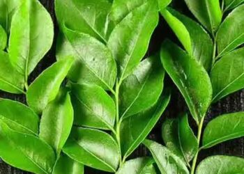 251716-curry-leaves-4