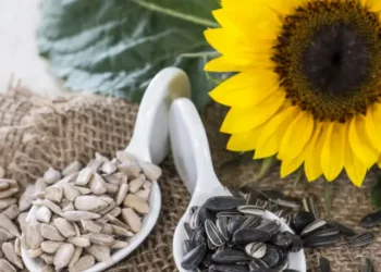 AdobeStock_55342576-sunflower