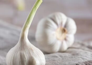 Garlic-scaled