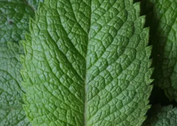 health-benefits-of-panikoorka-indian-mint-leaves-5-471564