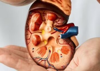 kidney