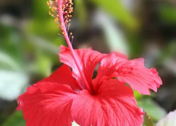 Hibiscus_flower_TZ