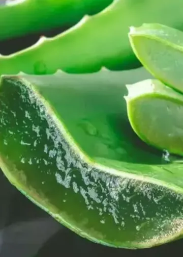 2448508-aloe-vera-1