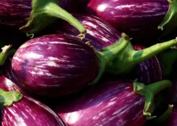 Brinjal_d2d7db50-62dd-4b99-af45-9f0adf46703d