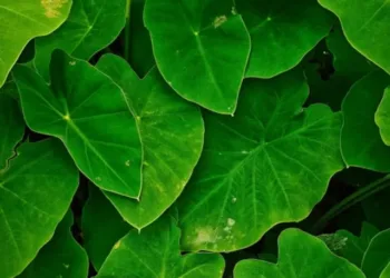 group-chembilas-situated-riverside-600nw-2487561789