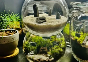 terrarium-with-zen-garden-as-a-lid-another-with-a-stone-and-v0-lckuezhsdhmb1