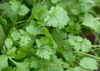 Latin Lovers
Closeup of Coriander green leaves leaf annual herb cilantro 11/07/14 11/07/2014 110714 11072014 11 11th July 2014 Summer Alex Mitchell Homegrown herbs for cocktails photographer Sarah Cuttle herbs grown in pots containers non alcoholic drinks
