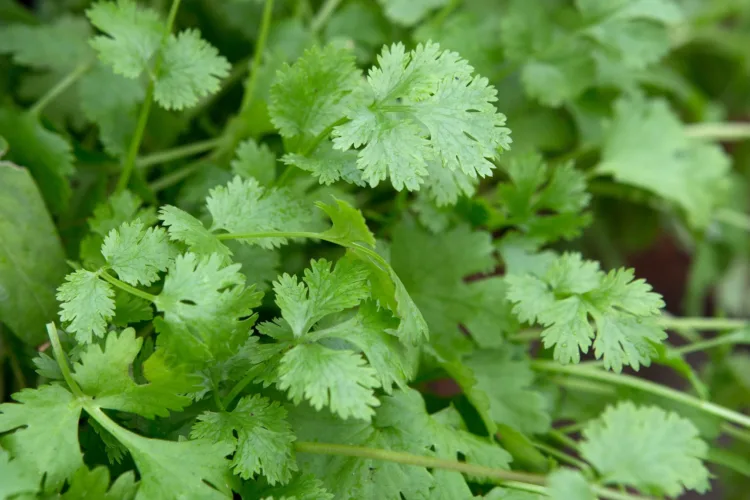 Latin Lovers
Closeup of Coriander green leaves leaf annual herb cilantro 11/07/14 11/07/2014 110714 11072014 11 11th July 2014 Summer Alex Mitchell Homegrown herbs for cocktails photographer Sarah Cuttle herbs grown in pots containers non alcoholic drinks