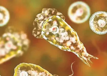 brain-eating-amoeba.1.3455598