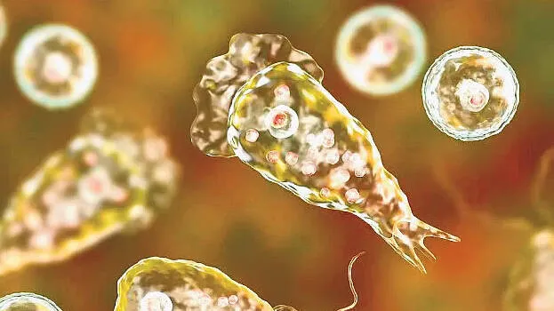 brain-eating-amoeba.1.3455598