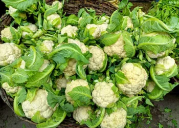 A group of cauliflower, fresh cauliflower for sale at a market in india