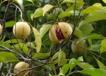 nutmeg_tree