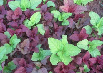 File source: http://commons.wikimedia.org/wiki/File:Cheera_red_and_green.JPG