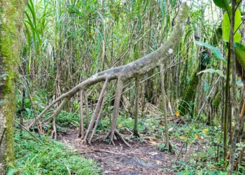 Socratea exorrhiza, the walking tree in a jungle in Costa Rica