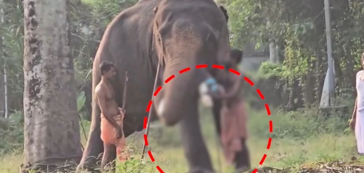 ആറ് മാസം പ്രായമായ കുഞ്ഞുമായി ആനയുടെ മുന്നില്‍ പാപ്പാന്റെ സാഹസം